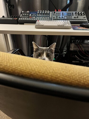 studio_cat_2