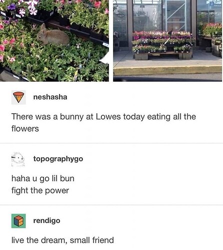 today-eating-all-flowers-topographygo-haha-u-go-lil-bun-fight-power-rendigo-live-dream-small-friend