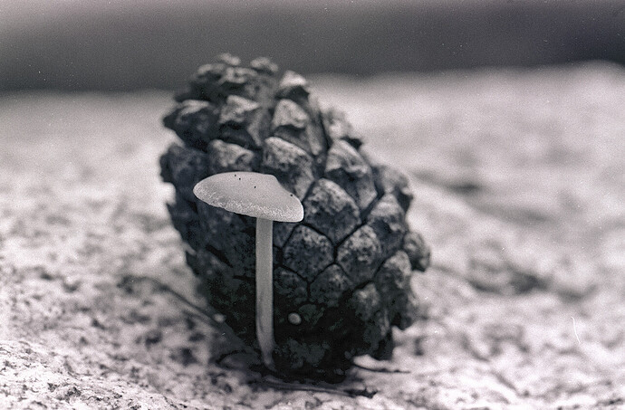zapfenpilz