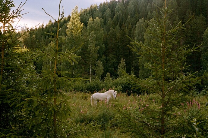 whitehorsie_result-1920x1280
