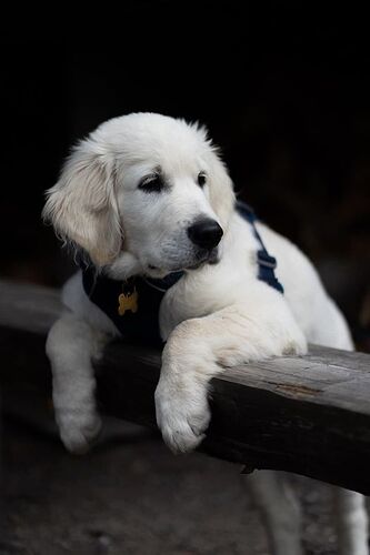 Albert