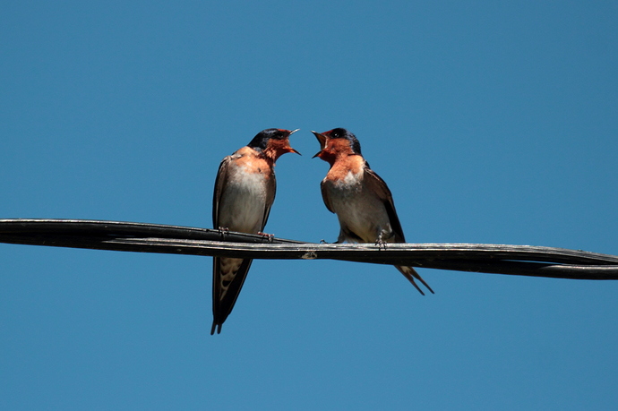 Young Swallows