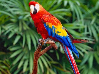 parrot-3798480771
