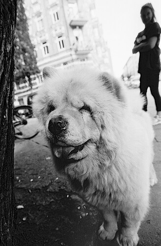 Hund