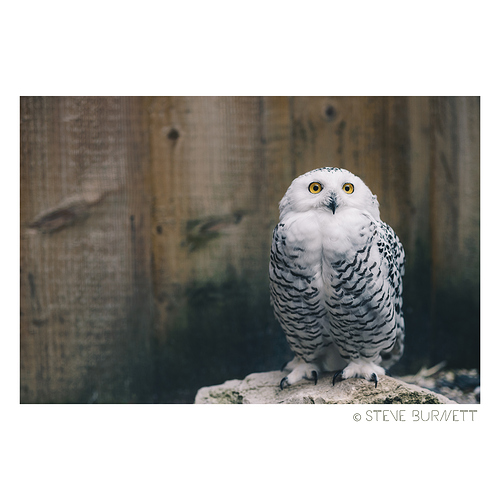 Owl 1