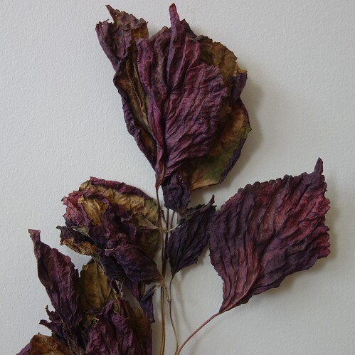 shiso0