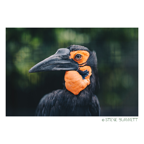 Orange Leather Face