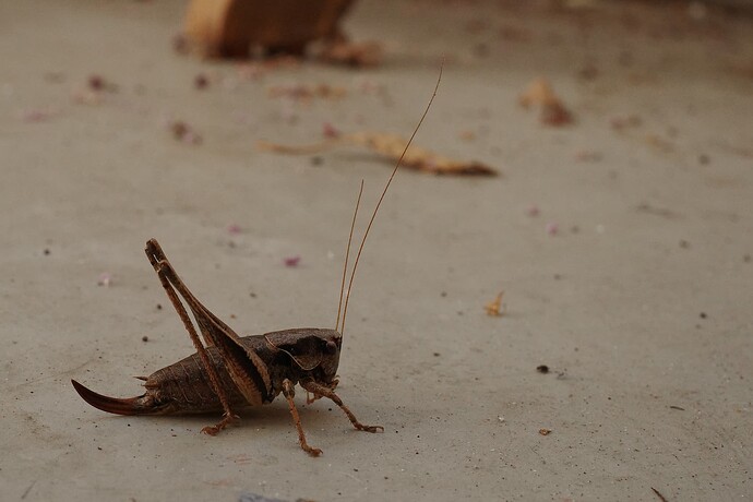 grasshoper-macro-test
