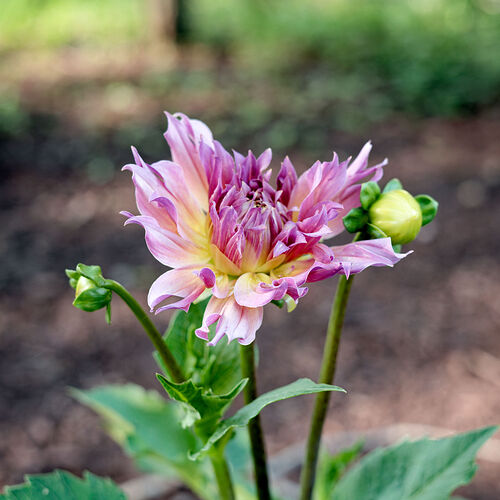 L1001660_DxO