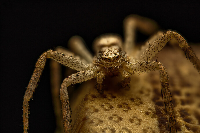 spiderwoodstack