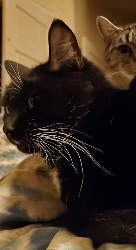 Screenshot_20251018-060114_Gallery