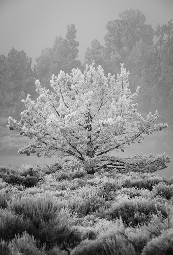 HatfieldSnowTree2026