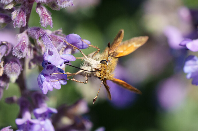 Moth2026-02