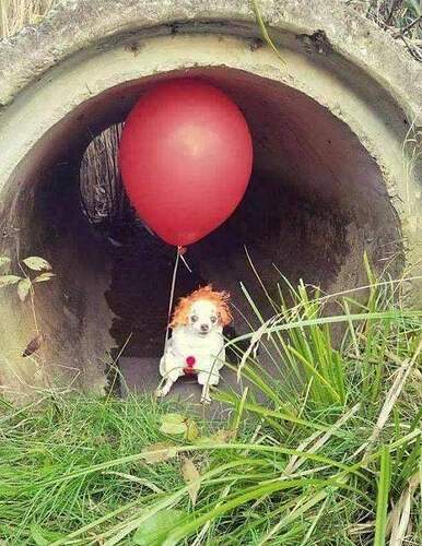 dog it