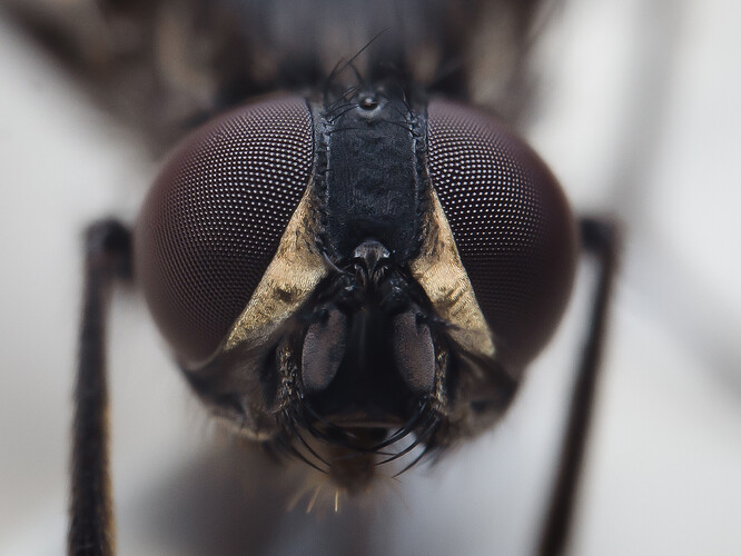 flyfront