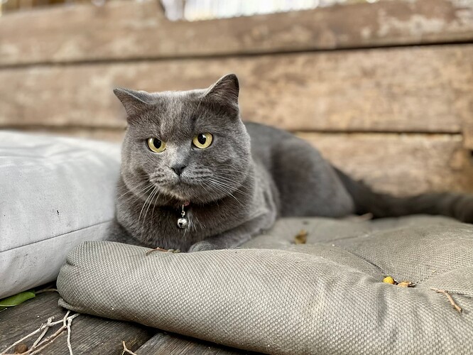 085B4A3F-AD6F-4F9E-8922-D955A0851486_1_102_a