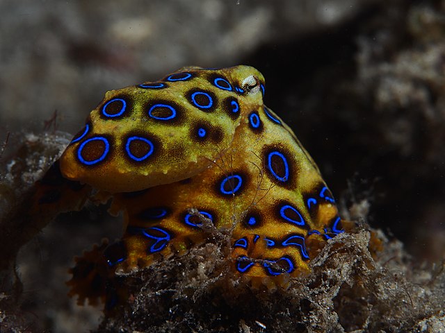 Greater_blue-ringed_octopus_(Hapalochlaena_lunulata)