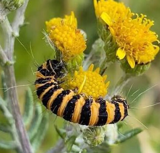 Screenshot_20260408-154428.Google