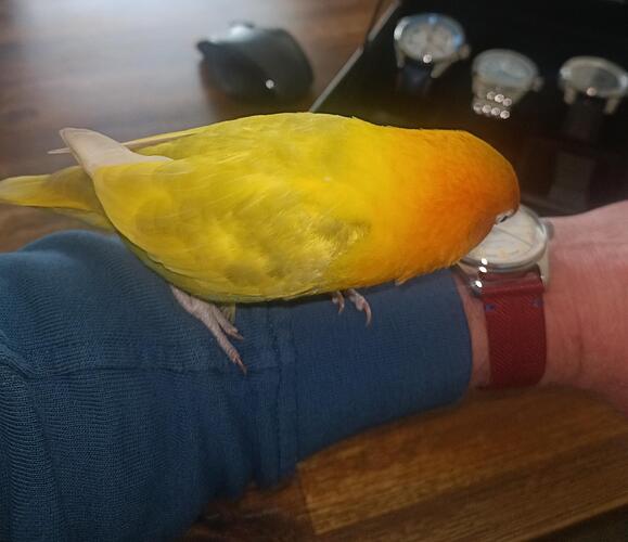 signal-2026-02-04-114840_003