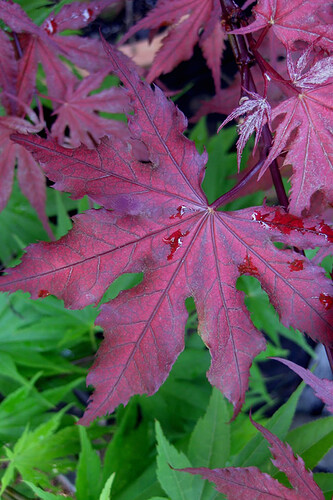 Japanese-Maple-Purple-Ghost-1
