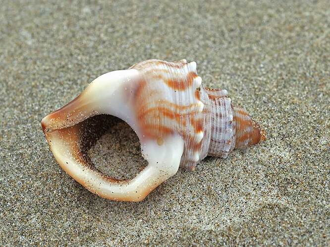 3035_Struthiolaria_papulosa_1_1