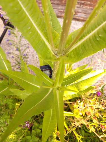 IMG-20250914-WA0009