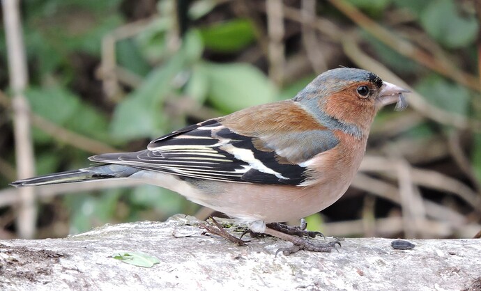 Vink-Mannetje1-121595735