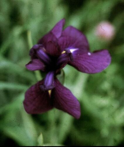 iris_kaempferi_midnight_star