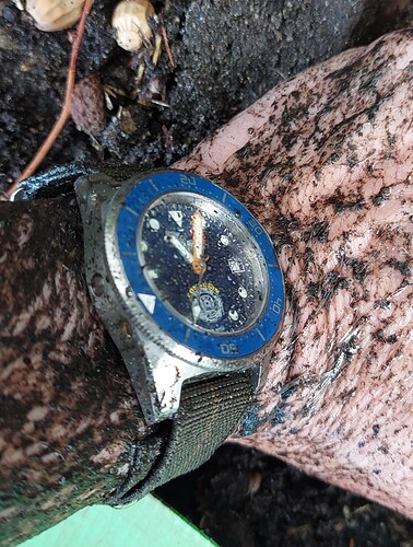 Squale Palombari 20251023