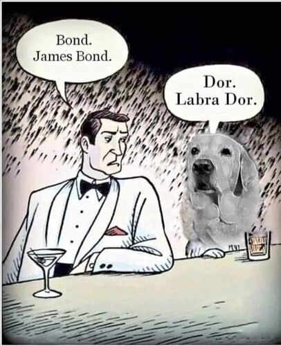 dor_labrador