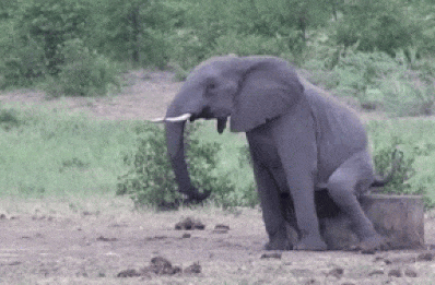 jeuk.gif